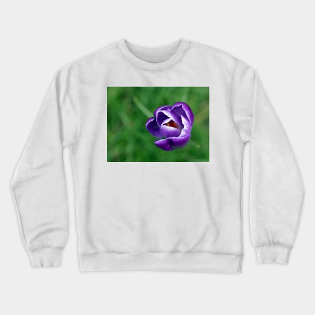 Single purple crocus Crewneck Sweatshirt by HazelWright